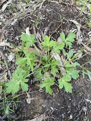 Ranunculus californicus