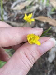 Ranunculus californicus