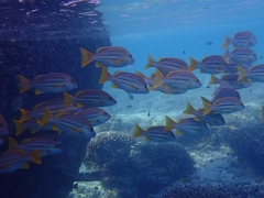 Lutjanus carponotatus