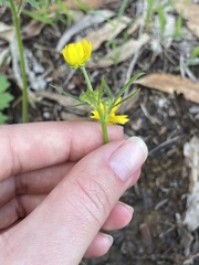 Ranunculus californicus