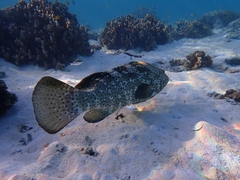 Epinephelus malabaricus