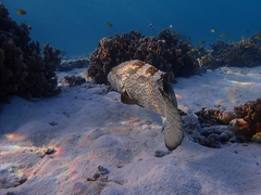 Epinephelus malabaricus