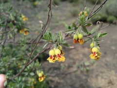 Hermannia gracilis