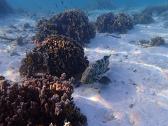 Epinephelus malabaricus