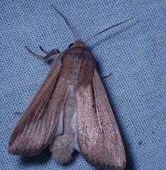 Leucania phragmitidicola