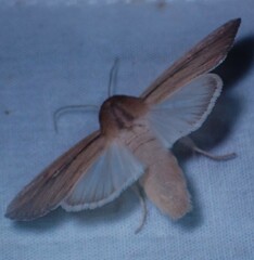 Leucania phragmitidicola