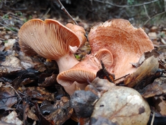 Lactarius xanthogalactus