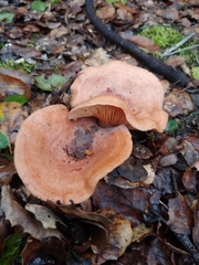 Lactarius xanthogalactus