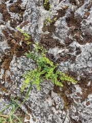 Pellaea ternifolia