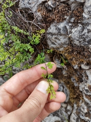 Pellaea ternifolia