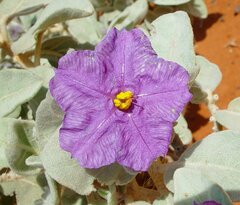 Solanum lasiophyllum