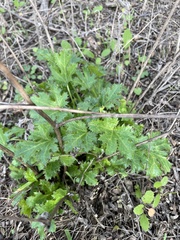 Sanicula crassicaulis