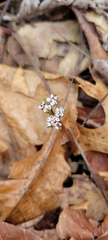 Erigenia bulbosa