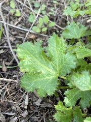 Sanicula crassicaulis