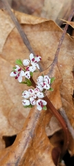 Erigenia bulbosa