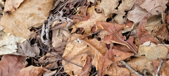 Erigenia bulbosa