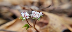 Erigenia bulbosa