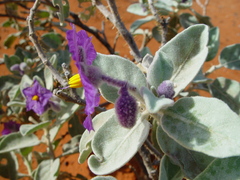 Solanum lasiophyllum
