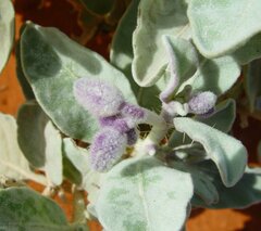 Solanum lasiophyllum