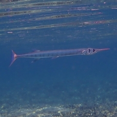 Tylosurus crocodilus