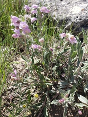 Penstemon eriantherus
