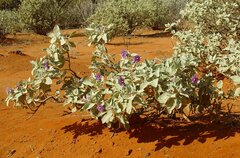 Solanum lasiophyllum