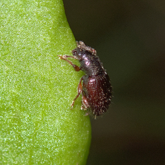 Barypeithes pellucidus