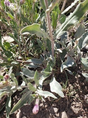 Penstemon eriantherus