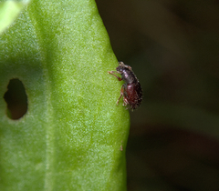 Barypeithes pellucidus