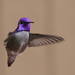 Costa's Hummingbird - Photo (c) guyincognito, some rights reserved (CC BY-NC), uploaded by guyincognito