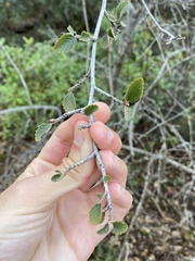 Cercocarpus betuloides