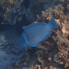 Chlorurus microrhinos