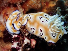 Goniobranchus leopardus