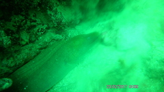 Gymnothorax castaneus