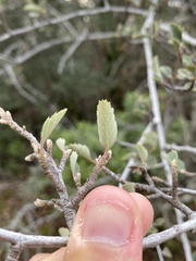 Cercocarpus betuloides