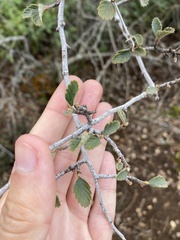 Cercocarpus betuloides