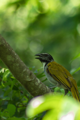 Saltator atriceps