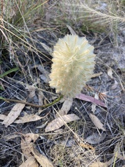 Ptilotus macrocephalus