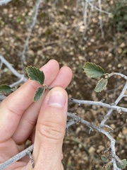 Cercocarpus betuloides