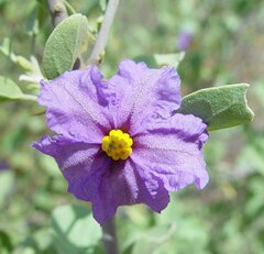 Solanum nummularium