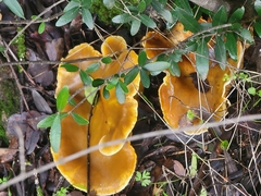 Omphalotus olivascens