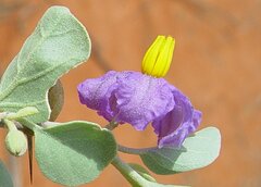 Solanum nummularium
