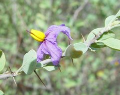 Solanum nummularium