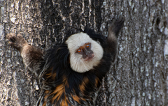 Callithrix geoffroyi