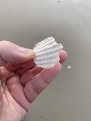 Cyrtopleura costata