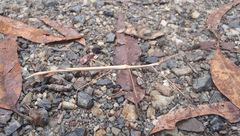 Austrosipyloidea carterus