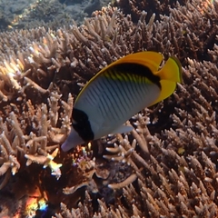 Chaetodon lineolatus