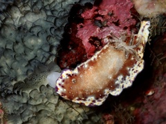 Goniobranchus collingwoodi