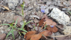 Collinsia torreyi