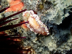 Goniobranchus collingwoodi